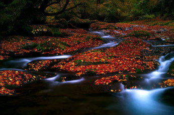 Картинка природа реки озера лес листья река осень деревья