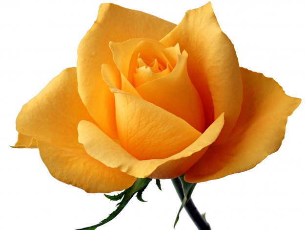 Обои картинки фото цветы, розы, желтая