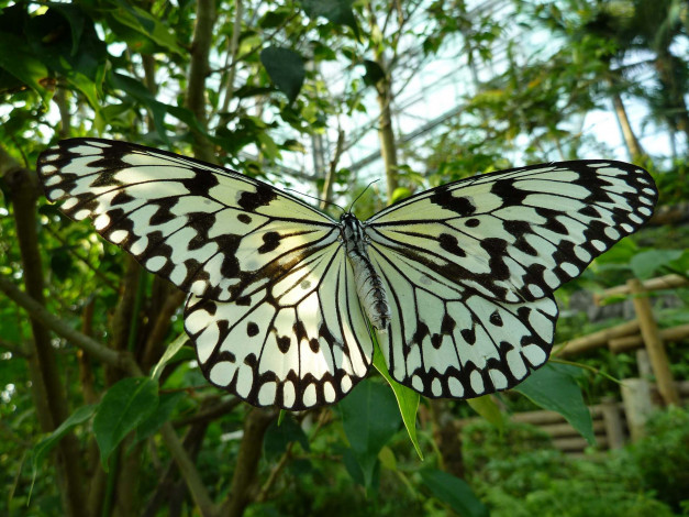Обои картинки фото животные, бабочки, butterfly