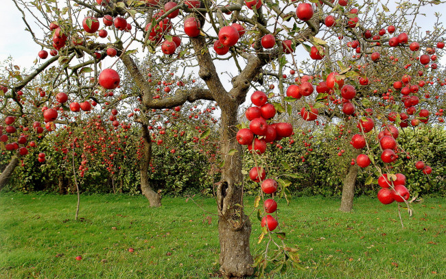 Обои картинки фото природа, плоды, осень, яблоки, яблони