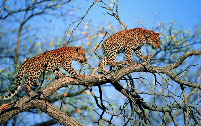 Обои картинки фото животные, леопарды, леопард, дерево