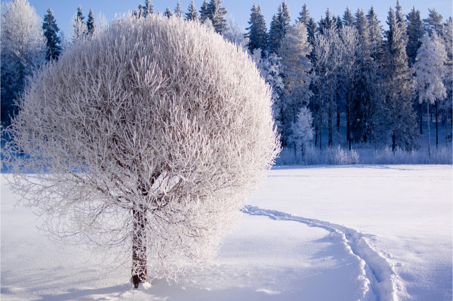 Обои картинки фото природа, зима, иней, снег, лес, дерево