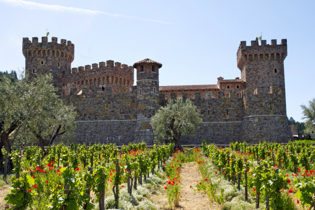 Обои картинки фото castello, di, amorosa, california, города, дворцы, замки, крепости, маки, виноградник, бпшни