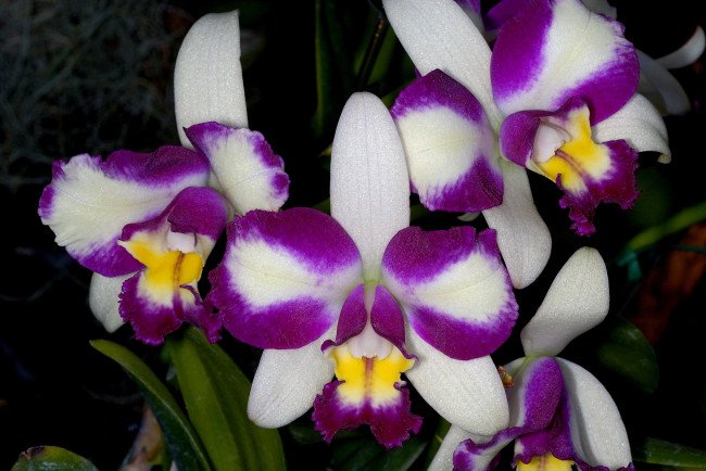 Обои картинки фото цветы, орхидеи, экзотика, пестрый, бело-лиловый