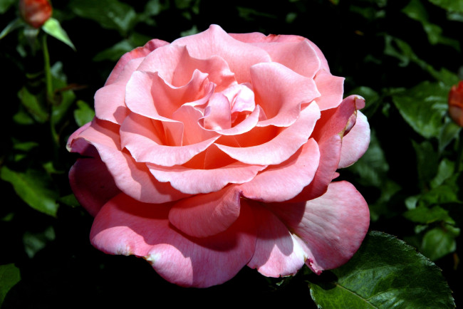 Обои картинки фото цветы, розы, лепестки, большой, розовый