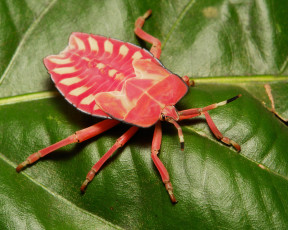 Картинка животные насекомые жук лист макро itchydogimages