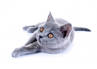 Картинка животные коты кошка серая взгляд