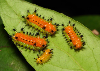 Картинка животные гусеницы макро itchydogimages лист