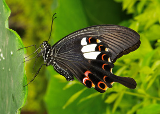 Картинка животные бабочки +мотыльки +моли узор itchydogimages крылья бабочка макро усики