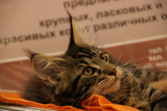 Картинка животные коты кошка мордочка
