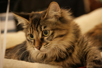 Картинка животные коты мордочка кошка