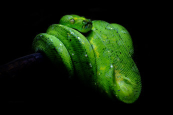 Картинка green+pit+viper животные змеи +питоны +кобры питон