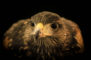 Картинка животные птицы+-+хищники голова клюв глаза