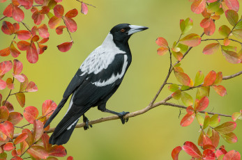 Картинка животные сороки cracticus tibicen австралийская сорока птица природа фон осень листья ветка