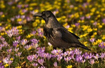 Картинка животные вороны +грачи +галки ворона весна цветы крокусы птица