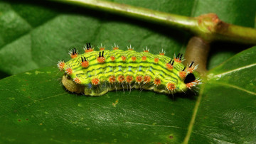Картинка животные гусеницы гусеница листья веточка itchydogimages макро