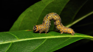 Картинка животные гусеницы itchydogimages лист необычная гусеница насекомое макро