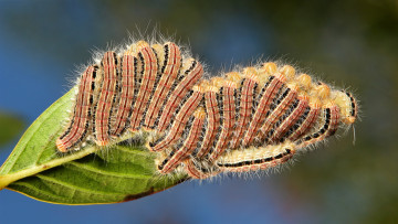 Картинка животные гусеницы лист необычная насекомое макро itchydogimages