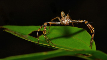 Картинка животные пауки itchydogimages макро насекомое лист паук