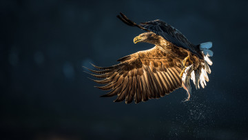 Картинка животные птицы+-+хищники птица брызги улов рыба добыча орёл