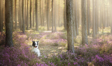Картинка животные собаки собака взгляд друг лес