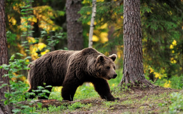 Картинка животные медведи шаг поступь листва деревья лес прогулка бурая медведица