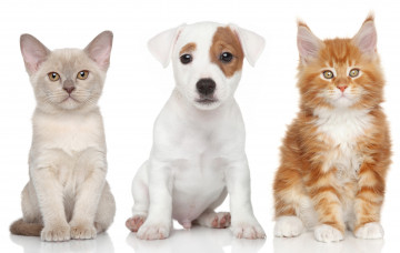 Картинка животные разные+вместе кошка щенок бигль рыжая