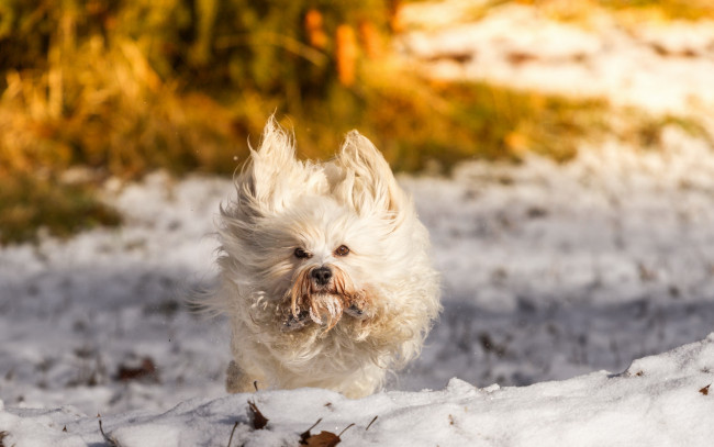 Обои картинки фото животные, собаки, снег, друг, зима, собака