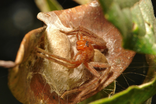 Обои картинки фото животные, пауки, макро, itchydogimages, паук, лист
