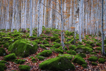 Картинка природа лес деревья камни мох