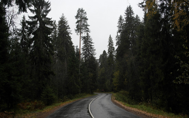 Обои картинки фото природа, дороги, дорога, лес