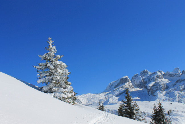 Обои картинки фото природа, горы, снег, зима, небо, склон, следы, ель, дерево