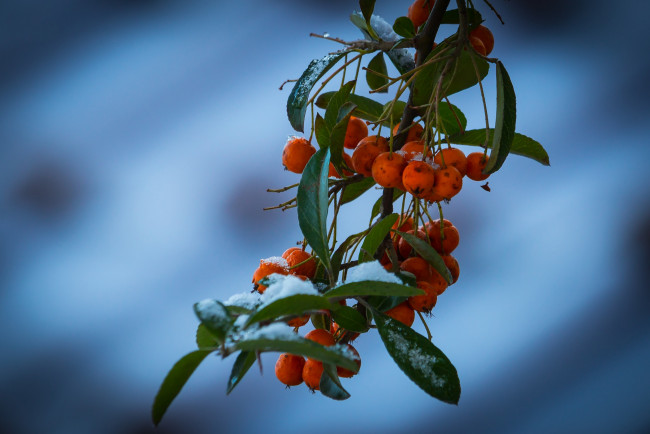 Обои картинки фото природа, Ягоды,  рябина, ягоды, снег