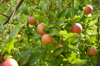 обоя природа, плоды, ветка, яблоки