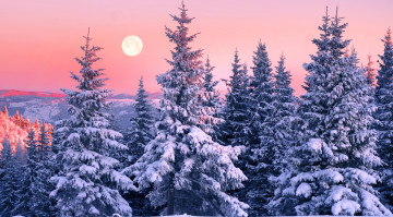 Картинка природа лес зима горы снег карпаты деревья ели луна