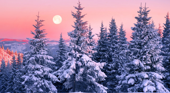 Обои картинки фото природа, лес, зима, горы, снег, карпаты, деревья, ели, луна
