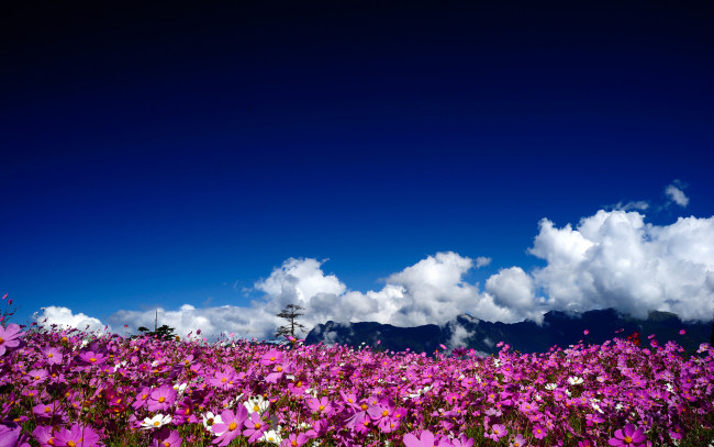 Обои картинки фото природа, поля, небо, цветы, поле, облака
