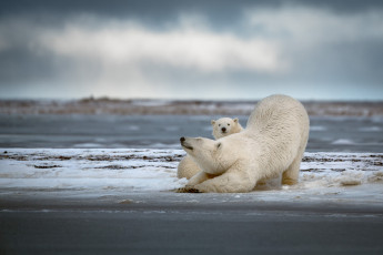 Картинка животные медведи потягивание белые два мама детеныш белый медведь медвежонок пара снег зима