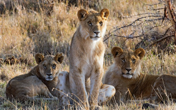Картинка животные львы львята трава саванна