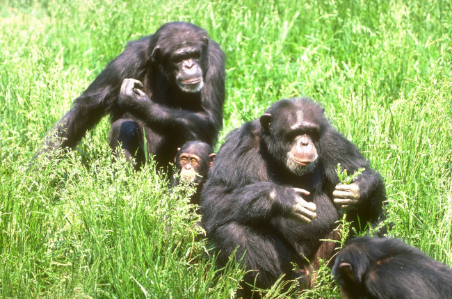 Обои картинки фото животные, обезьяны, детеныш, трава, шимпанзе
