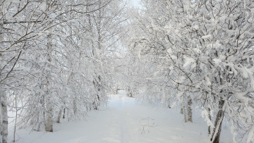 Картинка зима природа зимний лес