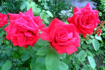 Картинка цветы розы куст розовые