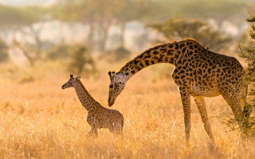 обоя животные, жирафы, детеныш, дикая, природа, жираф, с, мамой, aфрика, дикие