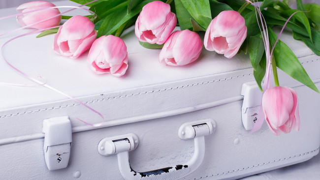 Обои картинки фото цветы, тюльпаны, розовые, бутоны, чемодан