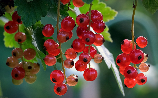 Обои картинки фото природа, ягоды, смородина, красная, гроздья