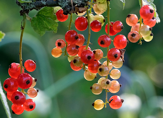 Обои картинки фото природа, ягоды, смородина, красная, гроздья