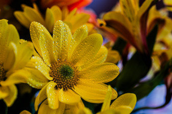 Картинка цветы хризантемы хризантема цветок желтый макро