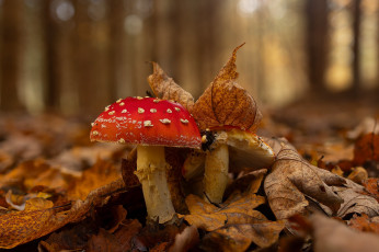 Картинка природа грибы +мухомор осень листья гриб мухомор