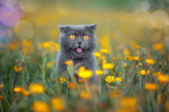 Картинка животные коты британская короткошёрстная кошка
