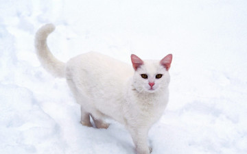 обоя животные, коты, кот, белый, снег